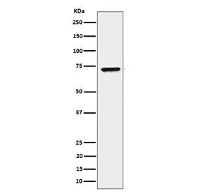 Western blot testing of human HeLa cell lysate with CTPS1 antibody. Predicted molecular weight ~67 k