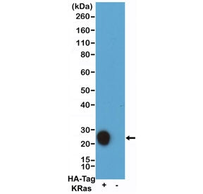 Western blot testing of recombinant HA Tag antibody (0.1ug/ml) with lysate from HEK293 cells transfe