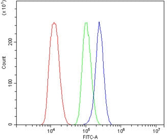 OFD1 Antibody