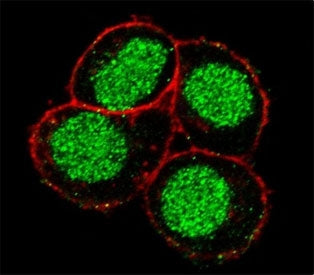 Confocal immunofluorescent analysis of FLI1 antibody with HeLa cells followed by Alexa Fluor 488-con