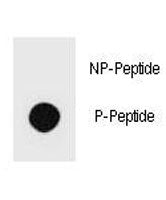 Dot blot analysis of phos-PTEN antibody. 50ng of phos-peptide or nonphos-peptide per dot were spotte
