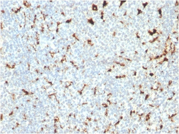 CD68 Antibody