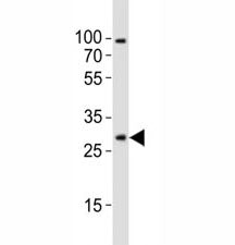Olig1 Antibody