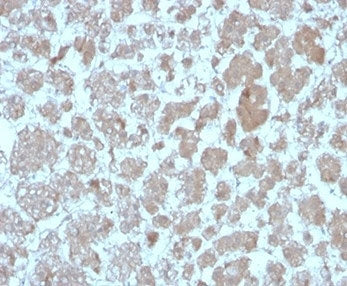 IHC staining of FFPE human adrenal gland with CCL8 antibody (clone CCL8/3683). HIER: boil tissue sections in pH 9 10mM Tris with 1mM EDTA for 20 min and allow to cool before testing.