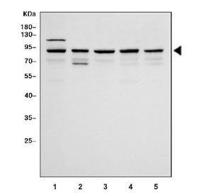 Specificity Protein 1 Antibody / SP1