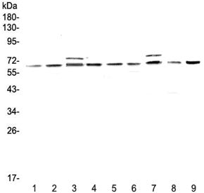 Western blot testing of rat 1) testis, 2) thymus, 3) brain, 4) lung and mouse 5) testis, 6) thymus, 7) brain, 8) lung and 9) HEPA1-6 lysate with CDC45 antibody at 0.5ug/ml. Predicted molecular weight ~66 kDa.