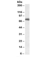 USH1C Antibody