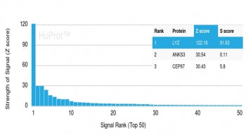 Analysis of HuProt(TM) microarray containing more than 19,000 full-length human proteins using Lysoz