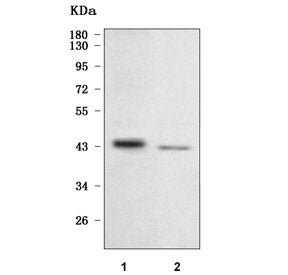 NFE2 Antibody / Nuclear factor erythroid-derived 2 45 kDa subunit&nbsp;