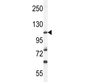 Western blot analysis of HIF1A antibody and mouse NIH3T3 lysate. Routinely observed molecular weight