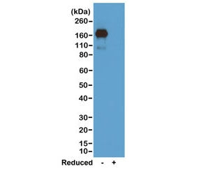 Western blot of nonreduced(-) and reduced(+) mouse IgA, using 0.5ug/mL of recombinant Mouse IgA anti