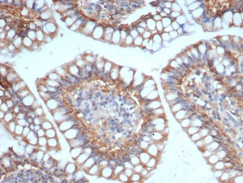 IHC staining of FFPE human small intestine tissue with SIGLEC10 antibody (clone SIGLEC10/7583). HIER