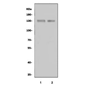 TrkC Antibody