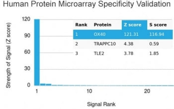 OX40 Antibody / CD134