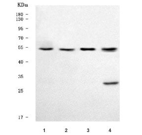 TRIM50 Antibody