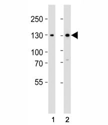 GLI2 Antibody