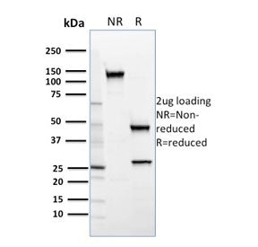SDS-PAGE analysis of purified, BSA-free SREBP2 antibody (clone SREBP2/1579) as confirmation of integ
