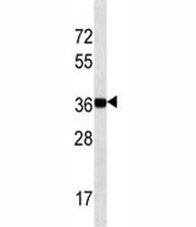 NANOG antibody western blot analysis in K562 lysate. Predicted molecular weight: 35-45 kDa.