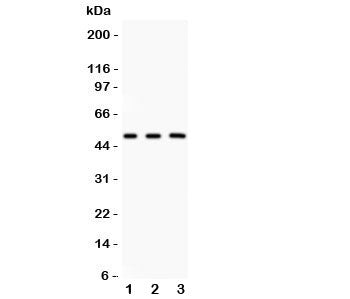 GATA3 Antibody