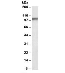 Western blot testing of mouse brain lysate with Hap1 antibody at 0.1ug/ml. Predicted molecular weigh