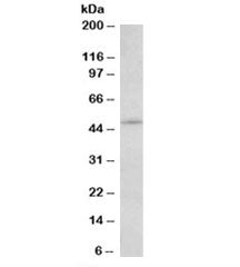 Western blot testing of NIH3T3 lysate with IL7R antibody at 2ug/ml. Predicted molecular weight: ~51/