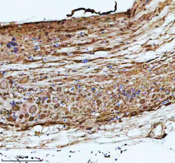 Immunohistochemical analysis of Atp6v1a protein using Zebrafish Atp6v1a antibody and paraffin-embedd