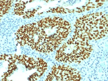 SOX2 Antibody