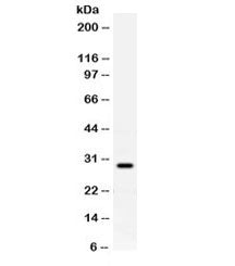 Prion protein Antibody (PrP)