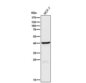 Human MCF7 cell lysate tested with the CTSH antibody at 1:1000 dilution for 1 hour at room temperatu