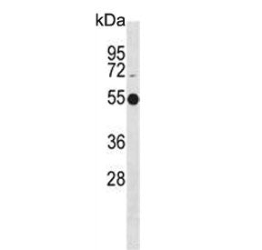 ATG4C Antibody