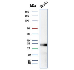 Western blot testing of human brain tissue lysate with Aquaporin 4 antibody (clone AQP4/3321). Obser