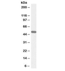 Western blot testing of human cerebellum lysate with biotinylated NPY5R antibody at 0.3ug/ml. Predic