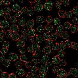 Immunofluorescent staining of PFA-fixed human K562 cells using RXRB antibody (green, clone PCRP-RXRB