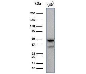 HLA-G Antibody