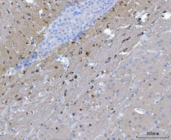 NOS1AP Antibody / CAPON