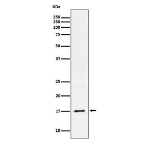 Histone H3.3 Antibody (pS31)