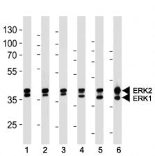 ERK1/2 Antibody
