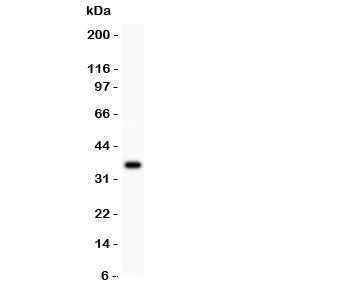 FGF-1 Antibody