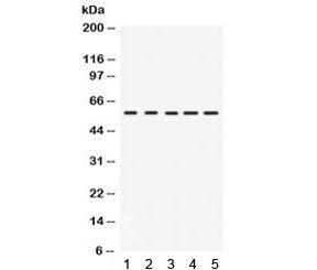 IRF5 Antibody
