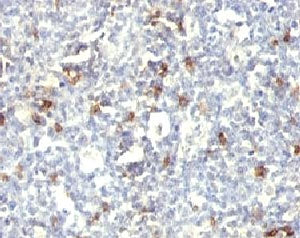 CD57 / HNK-1 Antibody