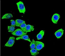 Confocal immunofluorescent analysis of DJ-1 antibody with HeLa cells followed by Alexa Fluor 488-con