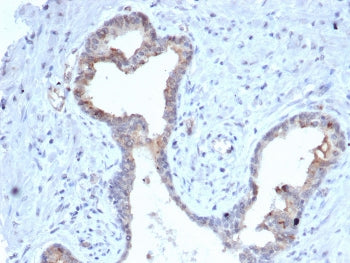 IHC staining of FFPE human prostate tissue with S100 calcium binding protein A5 antibody (clone S100