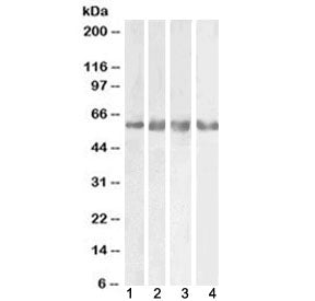 Western blot testing of 1) human cerebellum, 2) mouse brain, 3) rat brain and 4) pig brain lysate wi