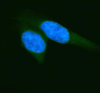 IF analysis of ELP2 using anti-ELP2 antibody (green). ELP2 was detected in an immunocytochemical sec