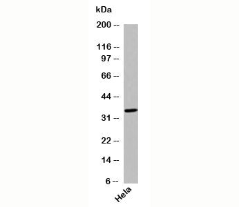 Western blot testing of human samples using GPR77 antibody at 1ug/ml.