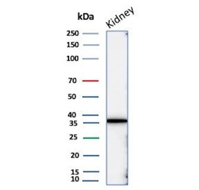 Western blot testing of human kidney tissue lysate with recombinant Napsin A antibody. Expected mole