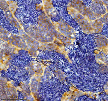 IHC staining of FFPE zebrafish testis tissue with Zebrafish Eif3a antibody, HRP secondary and DAB su