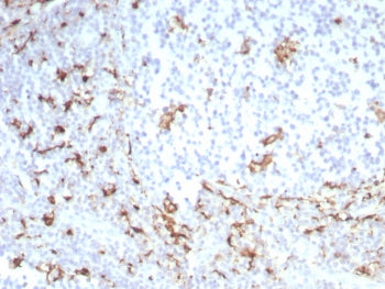 IHC staining of FFPE human tonsil tissue with recombinant CD163 antibody (clone M130/8821R). HIER: b