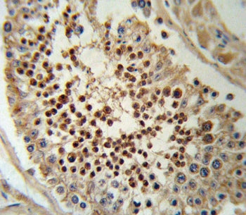 IHC testing of FFPE human testis tissue with Krueppel-like factor 5 antibody. HIER: steam section in