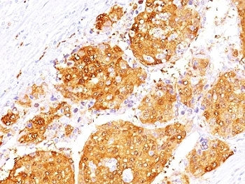 Arginase 1 Antibody Cocktail